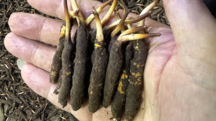 冬虫夏草干草真假辨别实用指南
