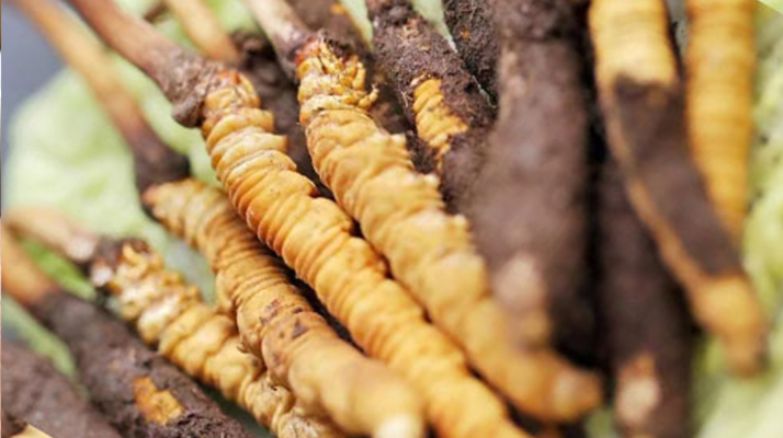 水煮鲜冬虫夏草的最佳方法：锁住营养的科学烹煮指南