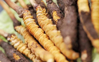 水煮鲜冬虫夏草的最佳方法：锁住营养的科学烹煮指南