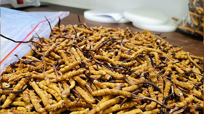 普通冬虫夏草多少钱一斤？价格背后的品质密码