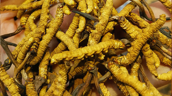 冬虫夏草优劣的区别