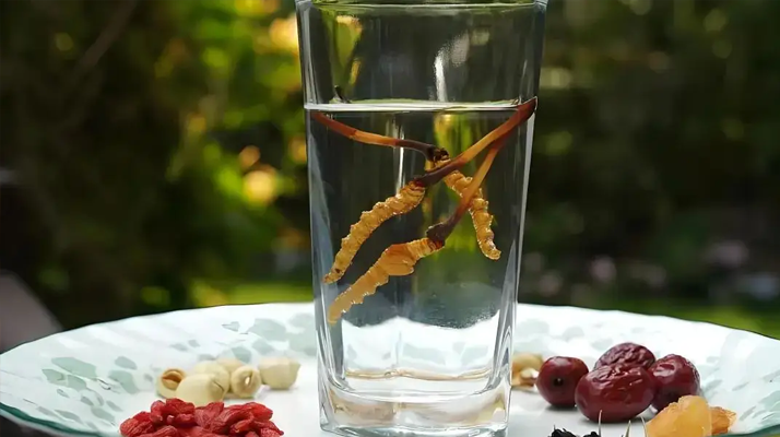 冬虫夏草泡水会变大吗