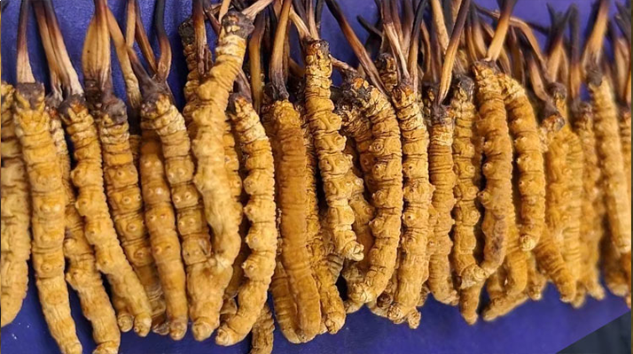 野生的冬虫夏草多少一斤