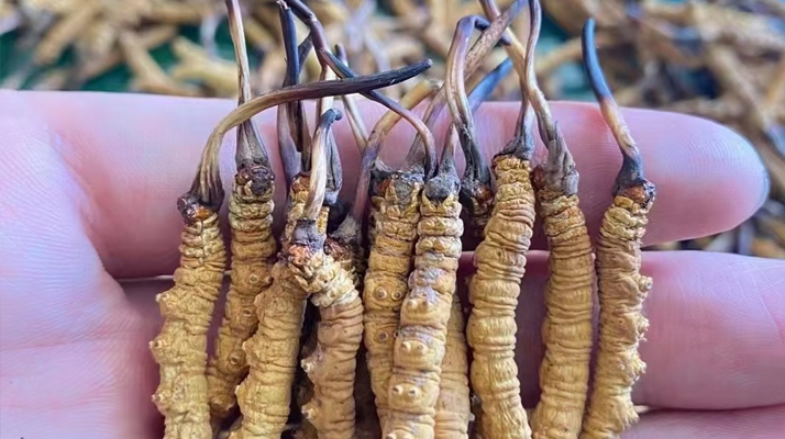 网上冬虫夏草可以买吗