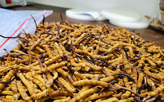 冬虫夏草的作用与功效：传统智慧与现代科学的双重解读