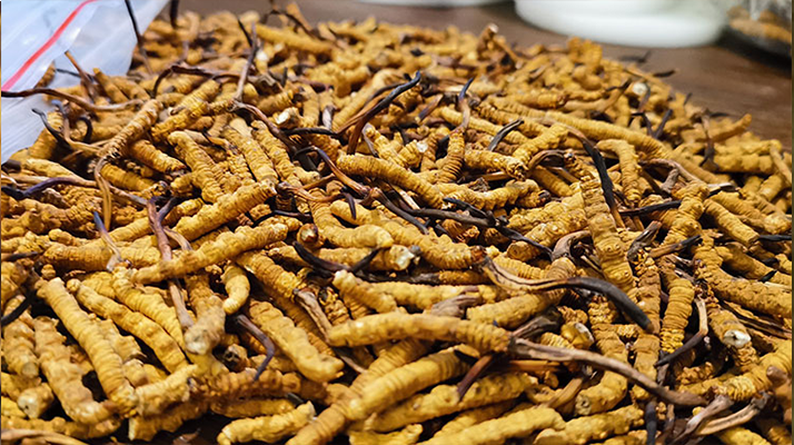 冬虫夏草炖食指南：解锁不同搭配的营养密码
