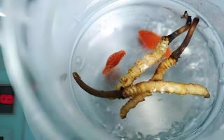 人参冬虫夏草枸杞泡酒：古法酿就的滋补佳酿