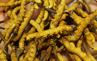 煮冬虫夏草水能否泡茶？正确饮用方式与误区解析