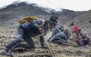野生冬虫夏草产地在哪里？核心产区与品质特点解析