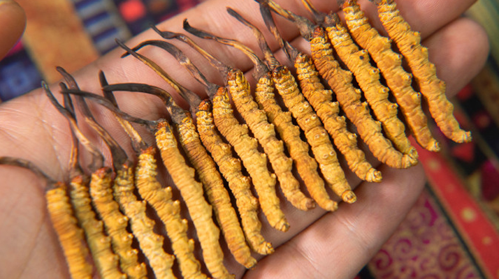 新鲜冬虫夏草能泡酒吗