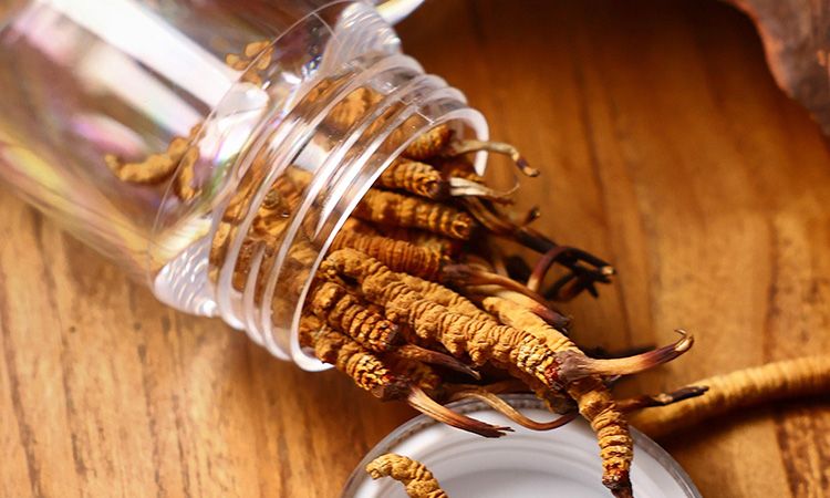 冬虫夏草多少钱一条 