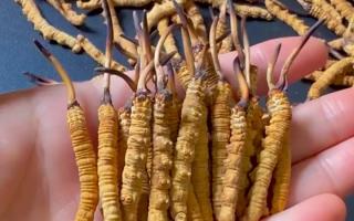 真假冬虫夏草怎么辨别？5 个实用方法 + 避坑指南