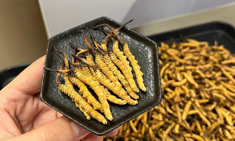 冬虫夏草可以煲骨头吗 