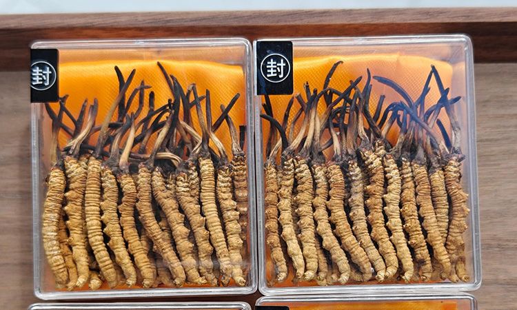 冬虫夏草现在多少钱一克 