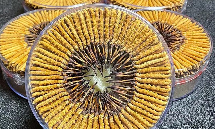 冬虫夏草一斤价格多少 
