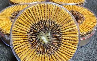 冬虫夏草一斤价格多少？2025 年行情揭秘，差价竟达数十倍