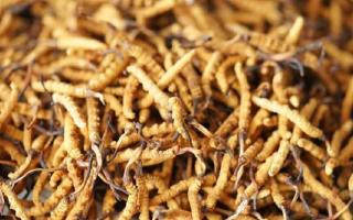 四级冬虫夏草一克多少根？根数背后的等级与价值逻辑