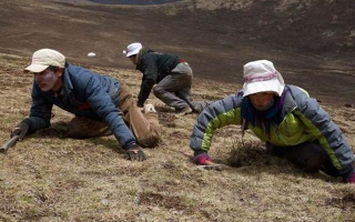 冬虫夏草的形成：一场跨越四季的生物共生奇迹