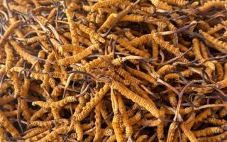 冬虫夏草专业存放指南：这样存，品质不打折