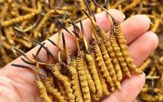 冬虫夏草专家详解：不同形态虫草的保存方法与时限，避免营养白白流失