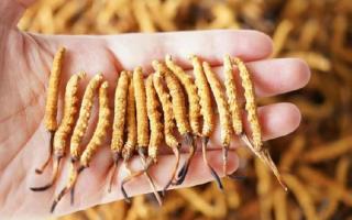 为啥说头期冬虫夏草品质最好？掰开揉碎给你讲