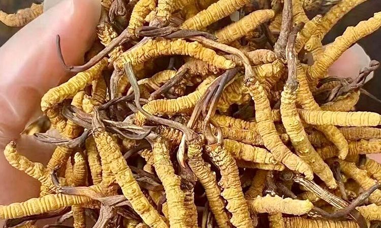 野生冬虫夏草：在高原草甸里生长的秘密