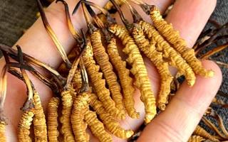 冬虫夏草含水量：多少才合适？