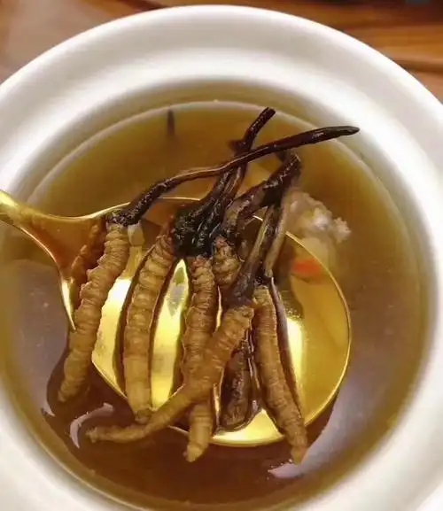 冰糖炖冬虫夏草的做法，有什么功效?