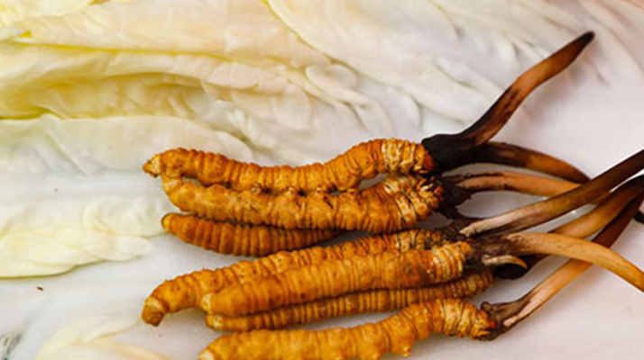 鲜冬虫夏草完整预处理与保存指南