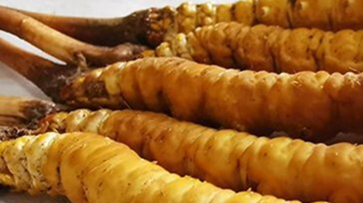 鲜冬虫夏草可以用水洗吗？