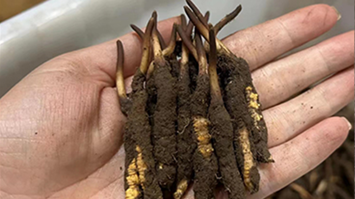 野生冬虫夏草能治什么病?