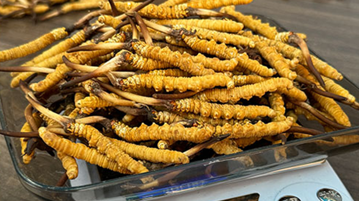 鲜冬虫夏草食用指南 常见食用方式及搭配方案