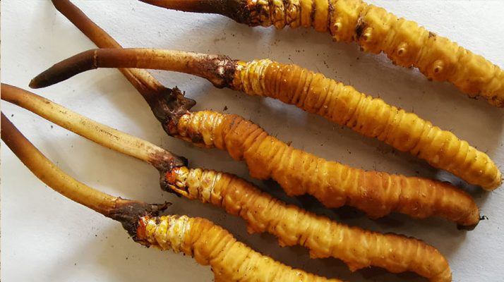 鲜冬虫夏草可放多久?鲜冬虫夏草的保存方法