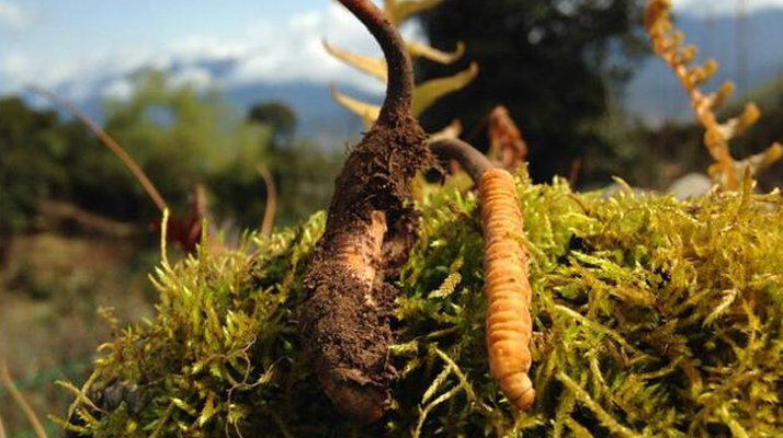 2026 年那曲冬虫夏草分规格价格走势与备货时机定制建议