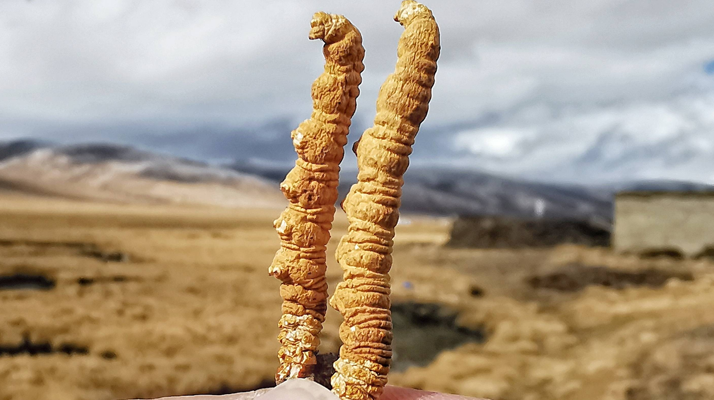 那曲冬虫夏草的交易价格受哪些因素影响