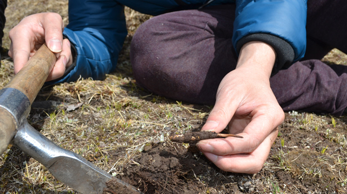  那曲冬虫夏草的市场供需与季节周期是如何影响其交易价格的？
