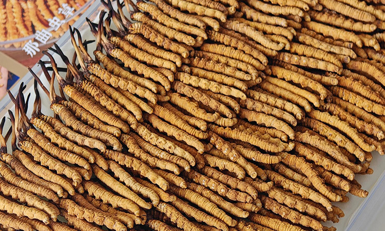 冬虫夏草有什么神奇的效果