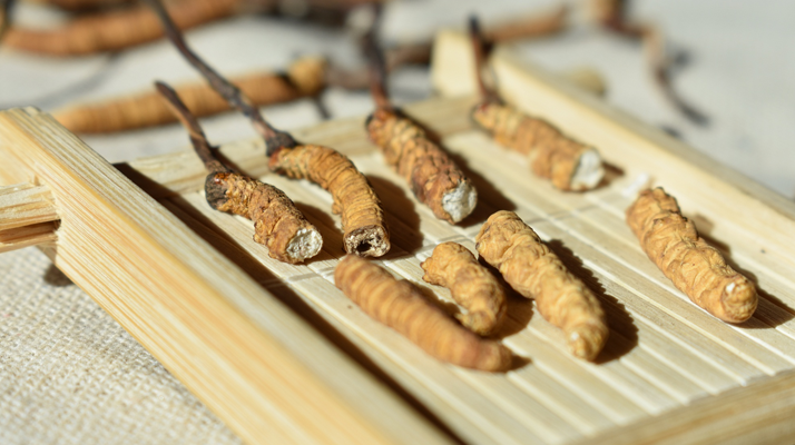 东强堂冬虫夏草有减肥效果吗