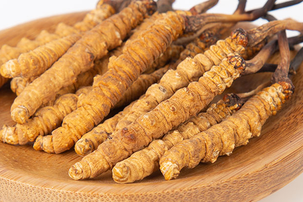  人工培育的冬虫夏草有哪些功效和作用？