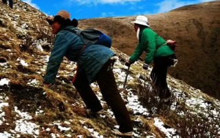  人工培育的冬虫夏草和野生冬虫夏草有什么区别？