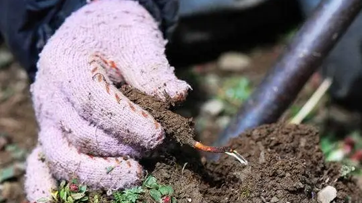 西藏那曲冬虫夏草采挖作业标准化流程（SOP）