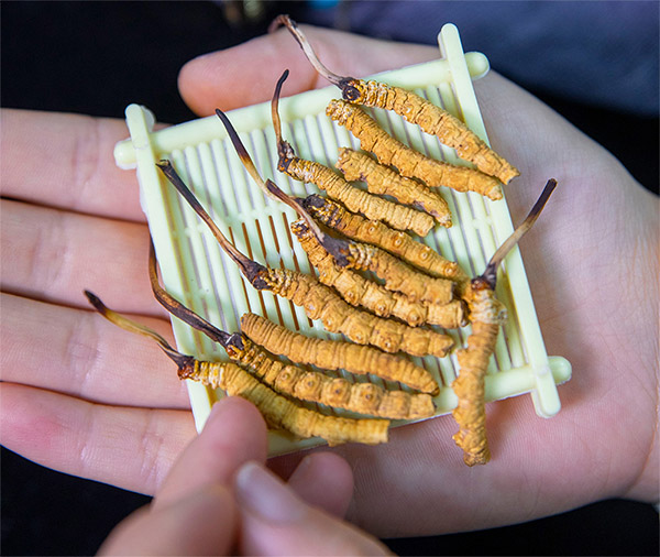 东强堂头期断草的挑选与鉴别技巧