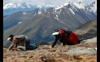 冬虫夏草采挖安全与生态保护口袋卡