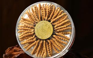 怎么分辨冬虫夏草的好坏 客户鉴别指南