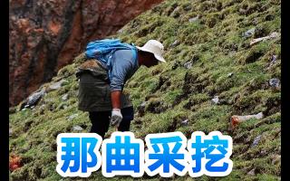 冬虫夏草山上识别与采挖安全指南