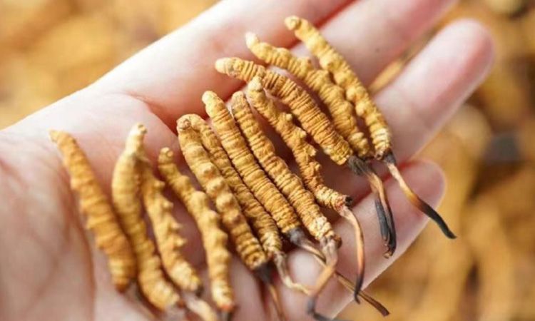 东强堂科普：3克冬虫夏草是几根 