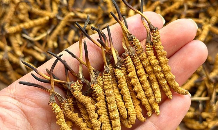 冬虫夏草保存期多久