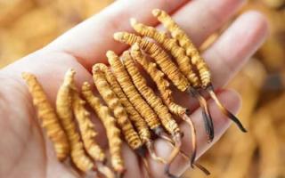 东强堂科普：3克冬虫夏草是几根？那曲源头品牌教你精准换算