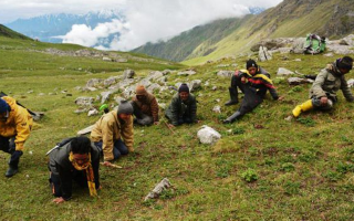 采挖冬虫夏草入罪的标准 罪名叫什么 快来看看