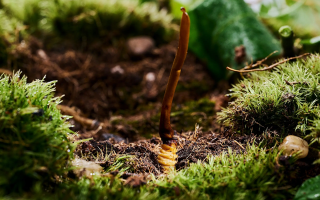  冬虫夏草的市场价格受哪些因素影响？